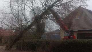 Verwijderen van bomen in Berkel Enschot